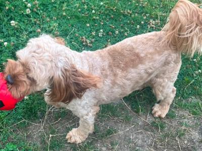 Adorable 16 month-old male Cavapoo