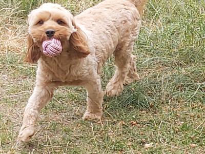 Adorable 16 month-old male Cavapoo