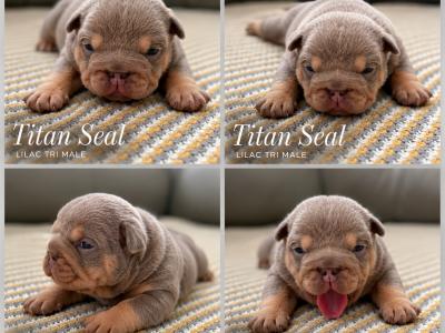 New English Bulldog puppies