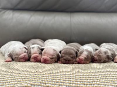 New English Bulldog puppies in Derry