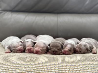 New English Bulldog puppies