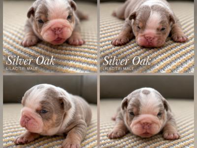 New English Bulldog puppies