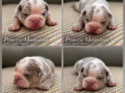 New English Bulldog puppies