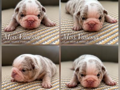 New English Bulldog puppies