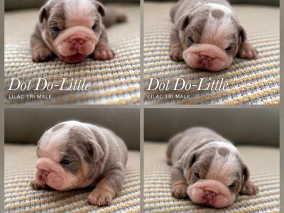 New English Bulldog puppies