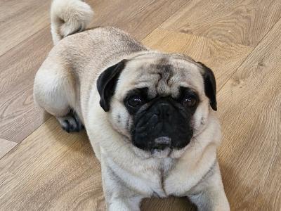 Purebred Pug Available in Galway