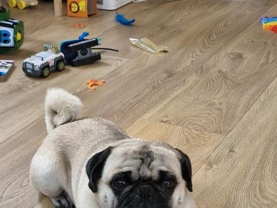 Purebred Pug Available in Galway