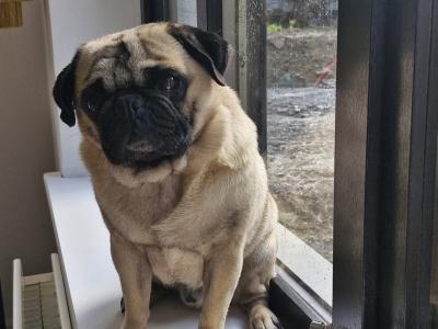 Purebred Pug Available in Galway
