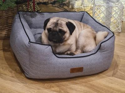 Purebred Pug Available in Galway