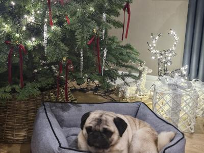 Purebred Pug Available in Galway