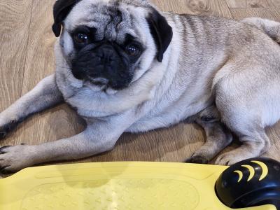 Purebred Pug Available in Galway