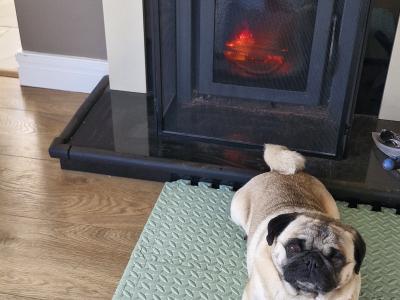 Purebred Pug Available in Galway
