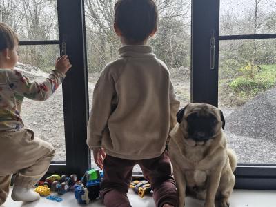 Purebred Pug Available in Galway
