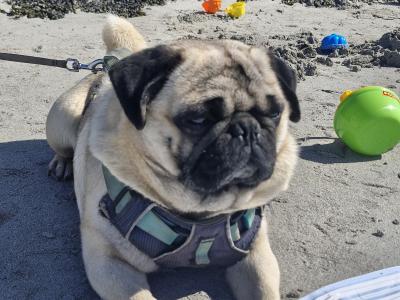 Purebred Pug Available in Galway