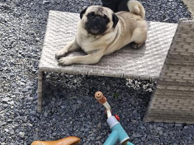 Purebred Pug Available in Galway