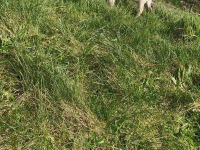 Purebred Pug Available in Galway