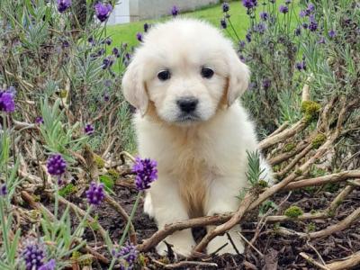 IKC Registered (pending) female Golden Retriever puppy  for sale in Tyrone