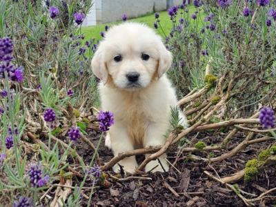 IKC (PENDING)Registered Golden Retriever Puppy female for Sale