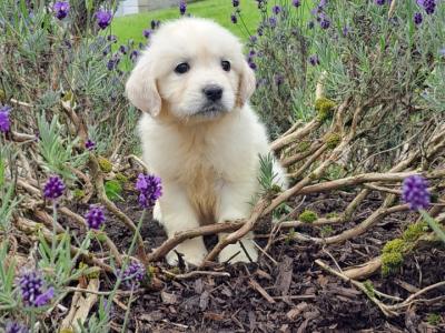 IKC (PENDING)Registered Golden Retriever Puppy female for Sale