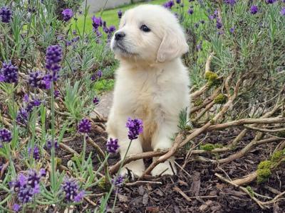 IKC (PENDING)Registered Golden Retriever Puppy female for Sale