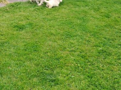 IKC (PENDING)Registered Golden Retriever Puppy female for Sale