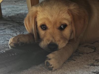 Golden Retriever x Black Labrador puppies in Leitrim