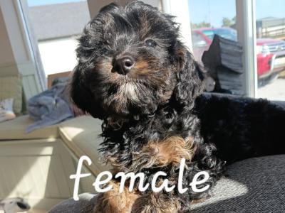 Beautiful Cavapoo puppies in Offaly