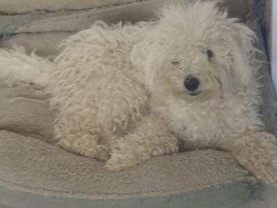 Female Bichon puppy