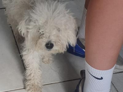 Female Bichon puppy