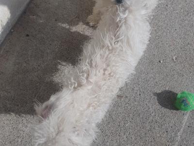 Female Bichon puppy