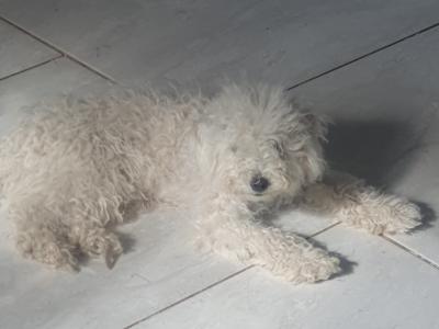 Female Bichon puppy