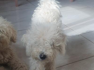 Female Bichon puppy