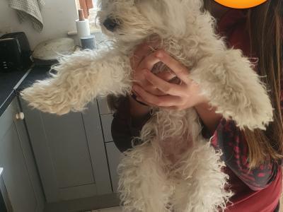 Female Bichon Puppy