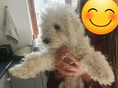 Female Bichon Frise puppy 6 months old in Westmeath