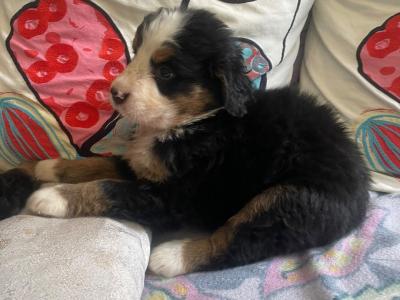 2 IKC Registered (pending) Bernese Mountain Dog puppies in Carlow