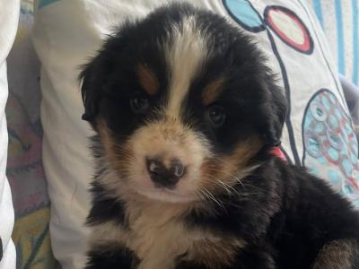 2 IKC Registered (pending) Bernese Mountain Dog puppies in Carlow