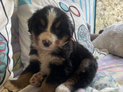 2 IKC Registered (pending) Bernese Mountain Dog puppies in Carlow