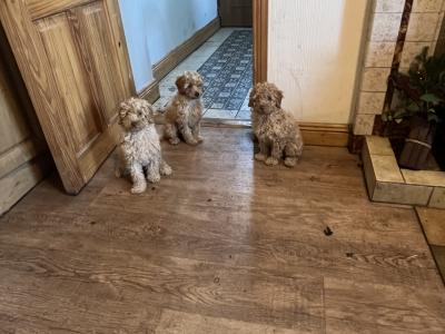 Beautiful Poodle puppies for sale in Kilkenny