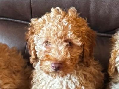 Beautiful Poodle puppies for sale in Kilkenny