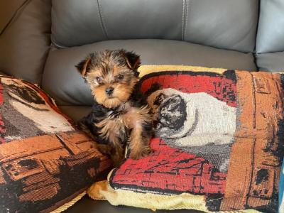 Miniature Yorkshire Terrier puppy female