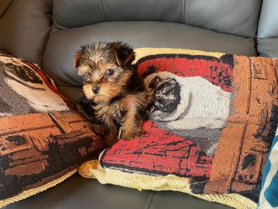 Miniature Yorkshire Terrier puppy female