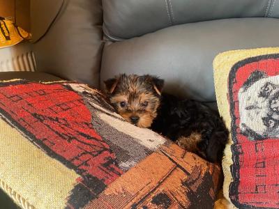Miniature Yorkshire Terrier puppy female