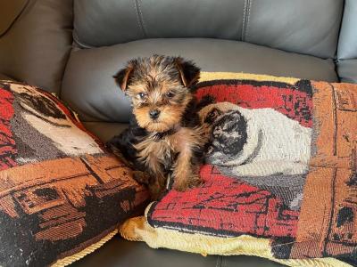 Miniature Yorkshire Terrier puppy female