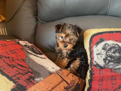 Miniature Yorkshire Terrier puppy female