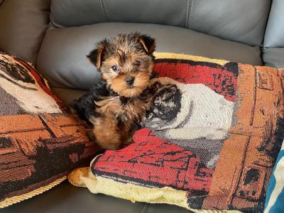 Miniature Yorkshire Terrier puppy female