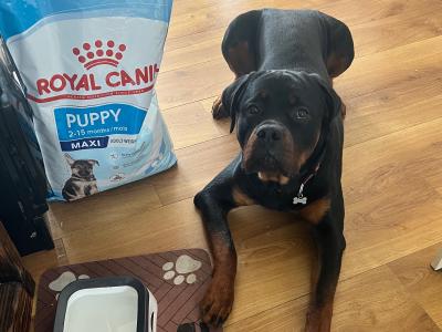 IKC Registered male Rottweiler puppy 10 months old in Mayo. Obedience 101, good House Trained