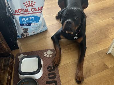 IKC registered Rottweiler, obedience 101, good house trained