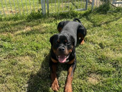 IKC registered Rottweiler, obedience 101, good house trained