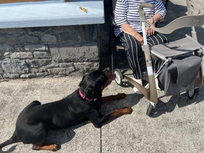 IKC registered Rottweiler, obedience 101, good house trained