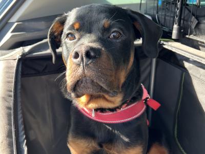 IKC registered Rottweiler, obedience 101, good house trained